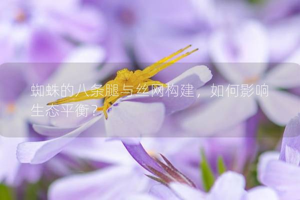 蜘蛛的八條腿與絲網(wǎng)構(gòu)建，如何影響生態(tài)平衡？